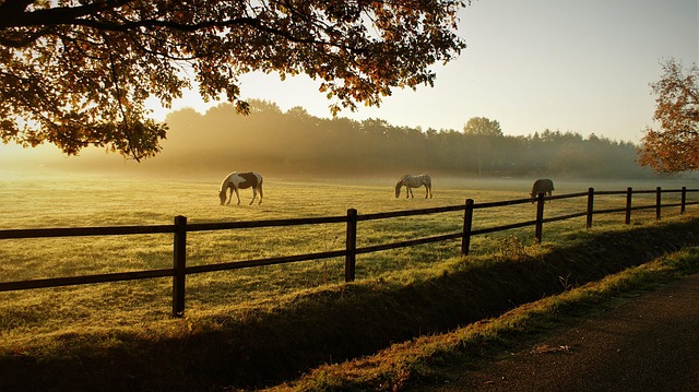 well-maintained garden fence in irish countryside